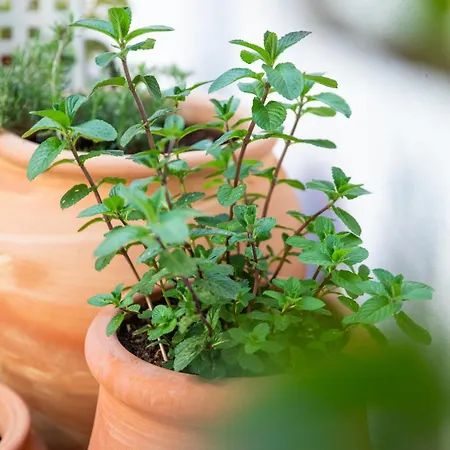 Domu Qirat - Authentic & Terraces Bed & Breakfast Tortolì